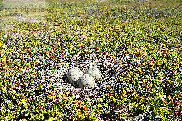 Nest with clutch of Mew Gulls in the tundra  Lapland  Northern Norway  Scandinavia