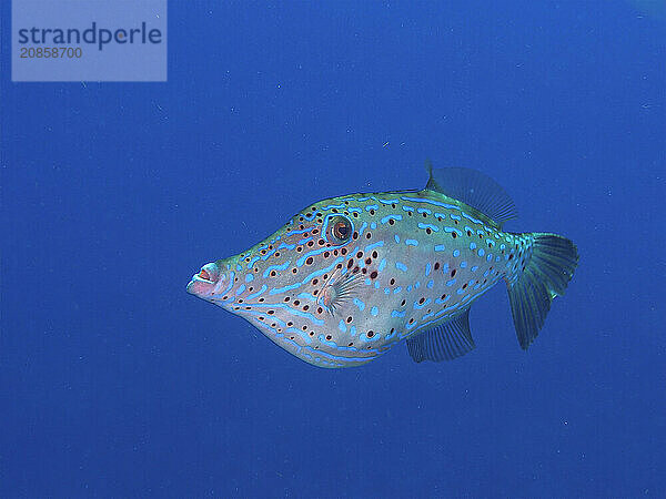 Scrawled filefish (Aluterus scriptus)  unicoloured blue background  detachable  dive site John Pennekamp Coral Reef State Park  Key Largo  Florida Keys  Florida  USA  North America