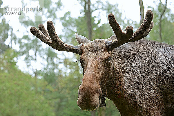 Eurasian elk (Alces alces alces)  bull elk  portrait  captive  Germany  Europe