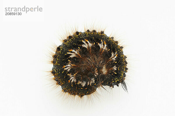 Grass cluck or drinker (Euthrix potatoria)  caterpillar on white background  North Rhine-Westphalia  Germany  Europe