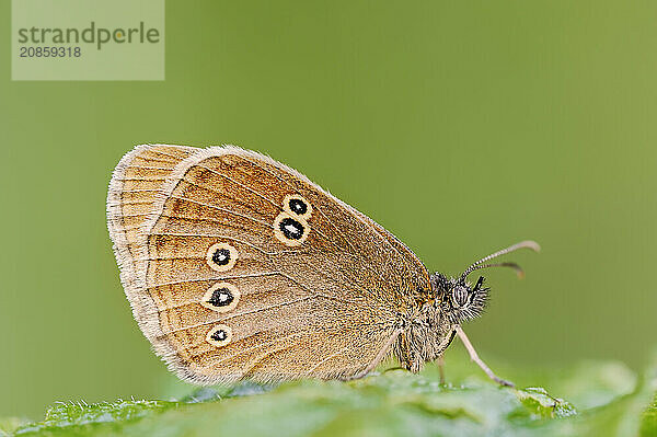 Ringlet (Aphantopus hyperantus)  North Rhine-Westphalia  Germany  Europe