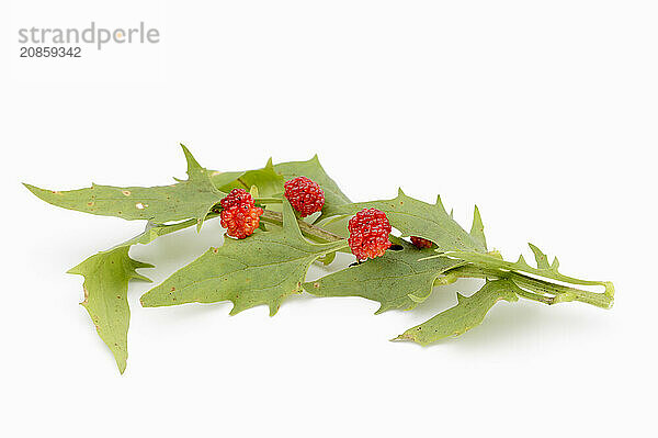 Strawberry spinach (Chenopodium foliosum  Blitum virgatum)  leaves and fruits on a white background  vegetable and ornamental plant