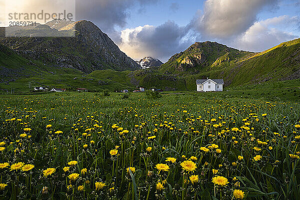 The houses of Haukland Beach  with Mount Himmeltindan on the left. In the foreground a meadow with yellow flowering common dandelion (Taraxacum) . At night at the time of the midnight sun. Golden hour. Some illuminated clouds in the sky. Haukland  Vestvagoya  Lofoten  Norway  Europe