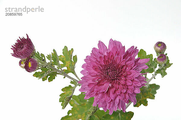 Pink chrysanthemum on a white background