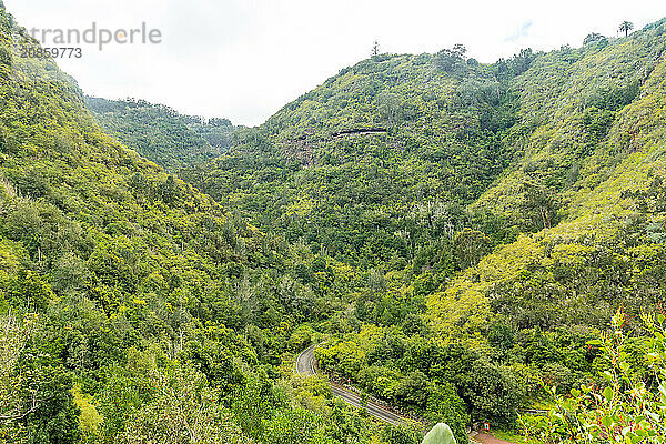 Beautiful view from above of the Laurisilva forest of Los tilos de Moya  Gran Canaria