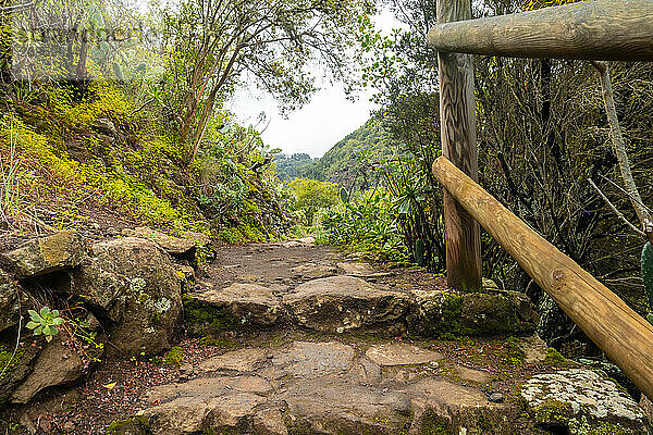 Beautiful walking path in the Laurisilva forest of Los tilos de Moya  Gran Canaria