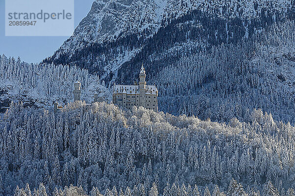 Neuschwanstein Castle  Schwangau near Füssen  Allgäu  Bavaria  Germany  Füssen  Bavaria  Germany  Europe