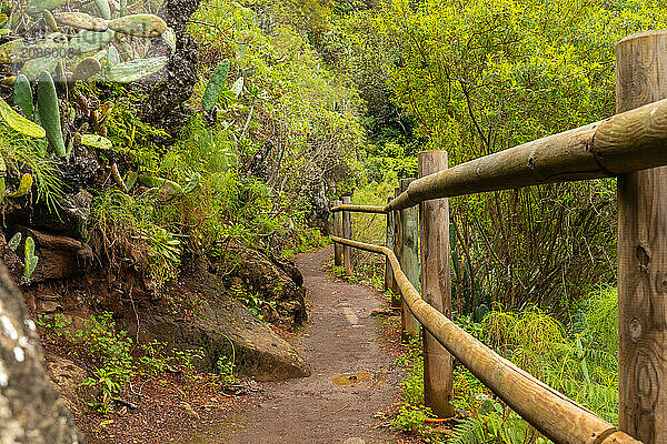 Beautiful walking path in the Laurisilva forest of Los tilos de Moya  Gran Canaria