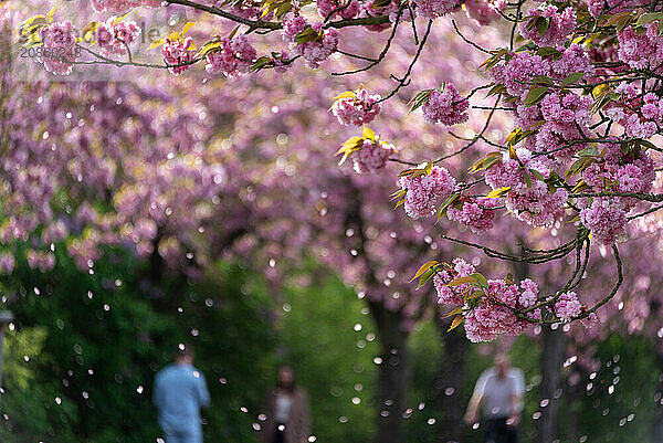 Japanese ornamental cherries  people walking along an avenue with pink cherry blossoms  bokeh effect in the background  blossom snow  Magdeburg  Saxony-Anhalt  Germany  Europe