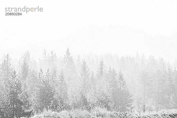 Pine trees forest isolated on white background. Black stylized silhouette photo