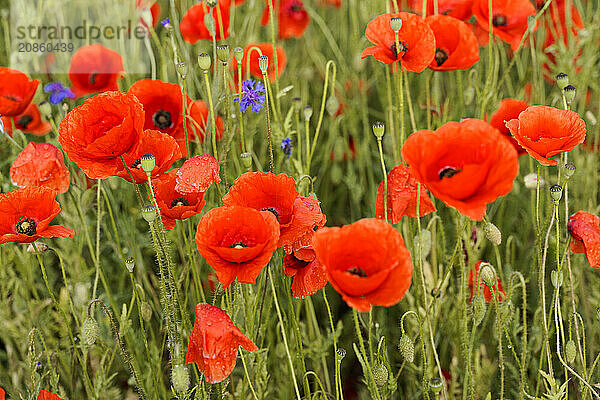 Poppy flowers (Papaver rhoeas)  Baden-Württemberg  A cluster of poppies emphasises the vivid red on a green background  poppy flowers (Papaver rhoeas)  Baden-Württemberg  Germany  Europe