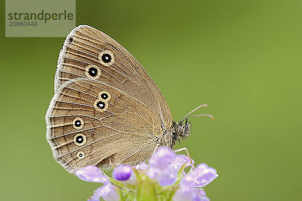 Ringlet (Aphantopus hyperantus)  North Rhine-Westphalia  Germany  Europe