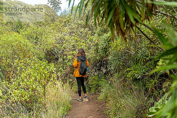 Woman walking along a beautiful path in the Laurisilva forest of Los tilos de Moya  Gran Canaria