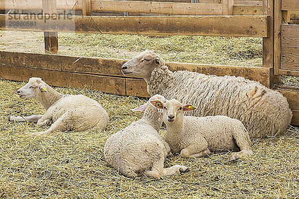 Arcott Rideau lambs in sheep pen being bred and raised for meat  Quebec  Canada  North America