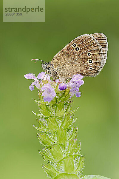 Ringlet (Aphantopus hyperantus)  North Rhine-Westphalia  Germany  Europe