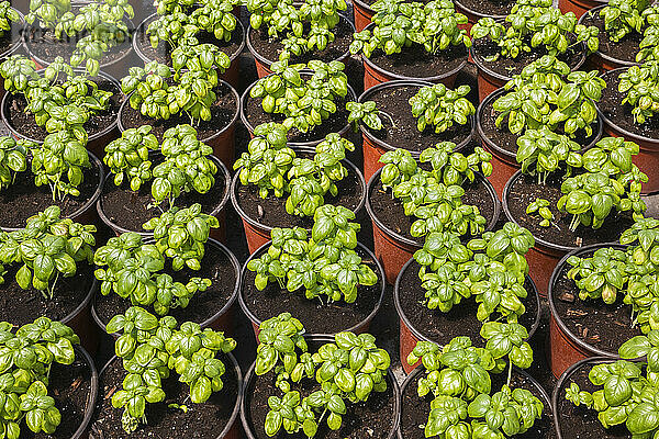 Ocimum basilicum  Sweet Basil herb plant seedlings growing in terracotta coloured plastic containers inside greenhouse in spring  Quebec  Canada  North America