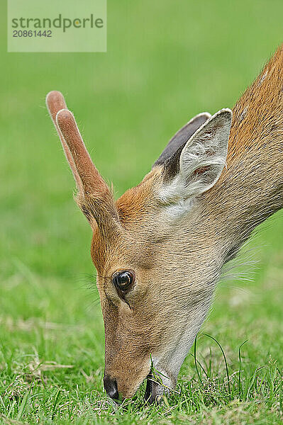 Manchurian sika deer (Cervus nippon hortulorum) with velvet antlers in summer  captive  Germany  Europe