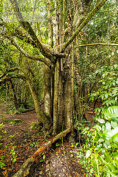 Beautiful tree in the Laurisilva forest of Los tilos de Moya in Doramas  Gran Canaria