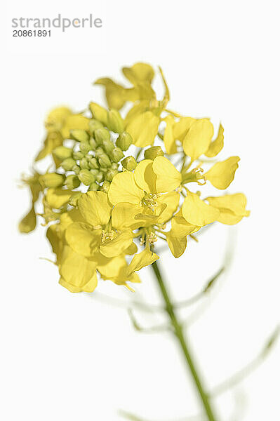 White mustard or yellow mustard (Sinapis alba  Brassica alba)  flowers against a white background  North Rhine-Westphalia  Germany  Europe