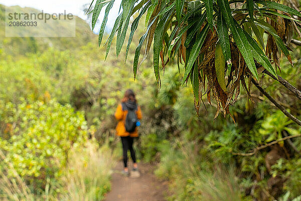 Woman walking along a beautiful path in the Laurisilva forest of Los tilos de Moya  Gran Canaria