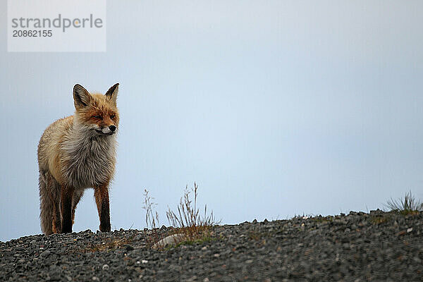 Red fox (Vulpes vulpes) in the tundra  Lapland  northern Norway  Scandinavia