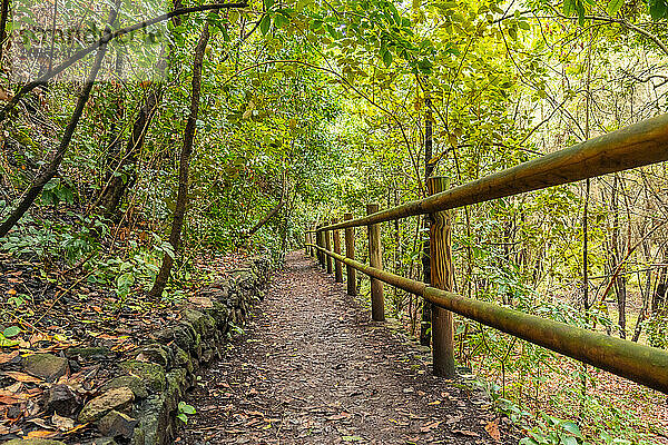 Trail in the Laurisilva forest of Los tilos de Moya in Doramas  Gran Canaria