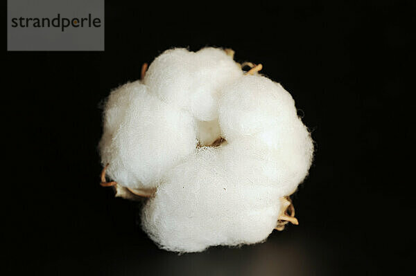 Cotton plant or cotton (Gossypium herbaceum)  fruit