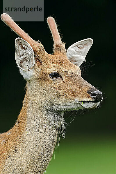 Manchurian sika deer (Cervus nippon hortulorum) with velvet antlers in summer  captive  Germany  Europe