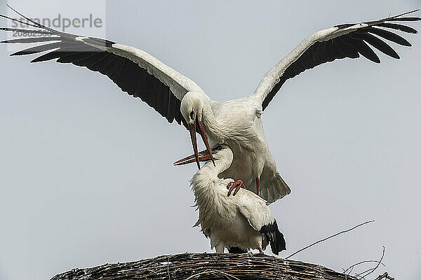 White storks (Ciconia ciconia)  mating  Emsland  Lower Saxony  Germany  Europe