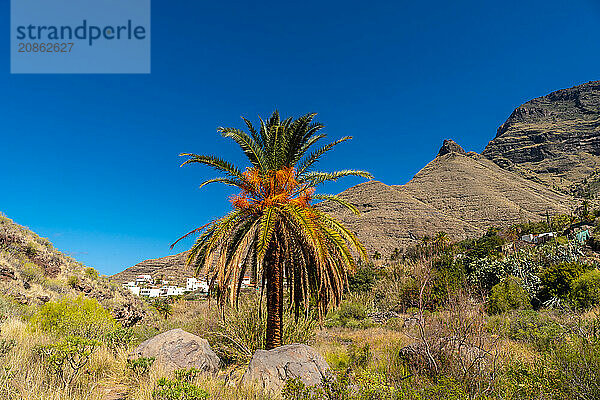 Path from El Risco on the way up to Charco Azul in El Podemos to Agaete in Gran Canaria  Canary Islands