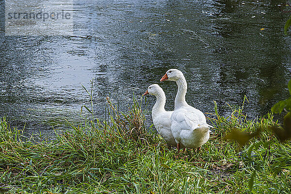 Pair of geese at the edge of a body of water  on the banks of the Danube near Berg  Ehingen  Baden-Württemberg  Germany  Europe