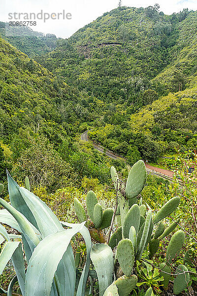 Beautiful view from above of the Laurisilva forest of Los tilos de Moya  Gran Canaria