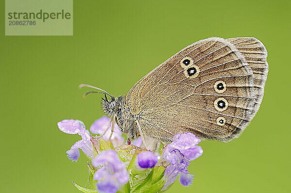 Ringlet (Aphantopus hyperantus)  North Rhine-Westphalia  Germany  Europe