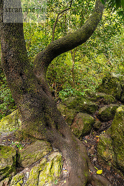 Beautiful tree in the Laurisilva forest of Los tilos de Moya in Doramas  Gran Canaria