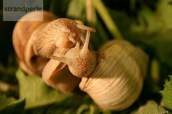 Vineyard snails during love foreplay