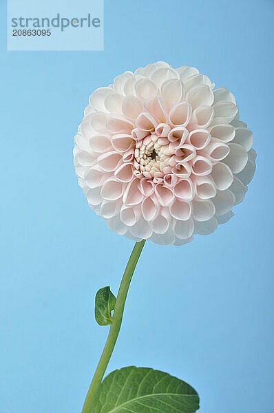 Dahlia pompom on blue background