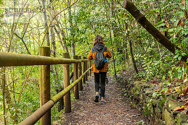 Walking along the path in the Laurisilva forest of Los tilos de Moya in Doramas  Gran Canaria