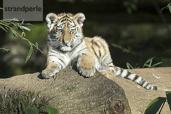 A tiger young sits attentively on a tree trunk and gazes into the distance  Siberian tiger  Amur tiger  (Phantera tigris altaica)  cubs