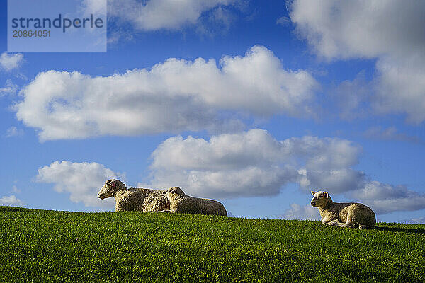 Three sheep  a ewe and two half-grown lambs  lying in the grass and resting. Blue sky with a few clouds in the background. Vestvagoya  Lofoten  Norway  Europe