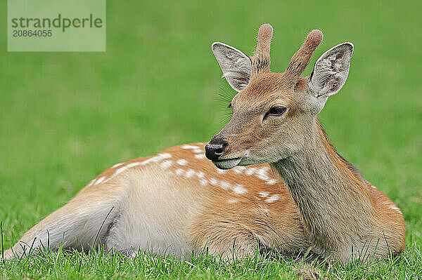 Manchurian sika deer (Cervus nippon hortulorum) with velvet antlers in summer  captive  Germany  Europe