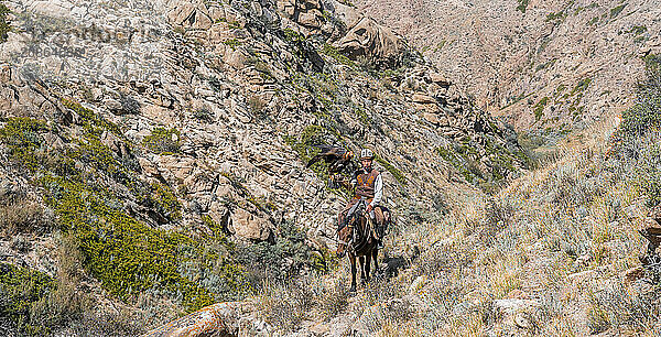 Traditional Kyrgyz eagle hunter riding with eagle in the mountains  hunting on horseback  near Bokonbayevo  Issyk Kul region  Kyrgyzstan  Asia