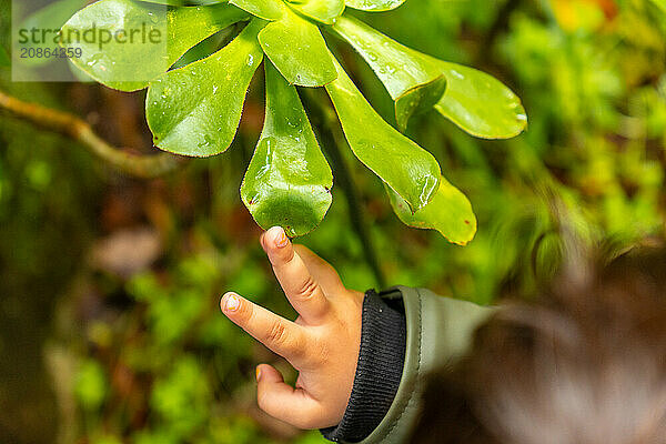 A child touching a plant in the Laurisilva forest of Los tilos de Moya in Doramas  Gran Canaria