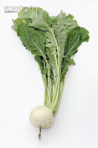 Turnip or navette (Brassica rapa ssp. rapa var. majalis)  root and leaves on white background  vegetable plant