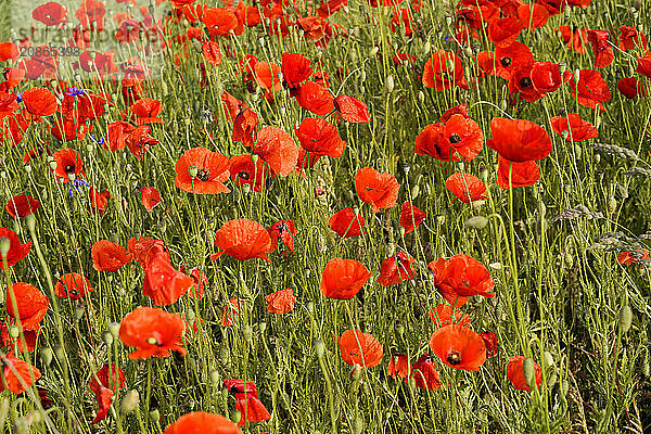 Poppy flowers (Papaver rhoeas)  Baden-Württemberg  A field full of blooming red poppies with a green background  poppy flowers (Papaver rhoeas)  Baden-Württemberg  Germany  Europe