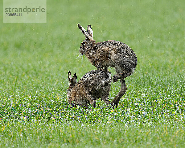 European hare (Lepus europaeus)  mating  copula on a grain field  after mating the female hare throws off the male hare  wildlife  Thuringia  Germany  Europe