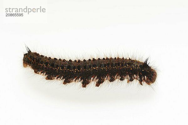 Grass cluck or drinker (Euthrix potatoria)  caterpillar on white background  North Rhine-Westphalia  Germany  Europe