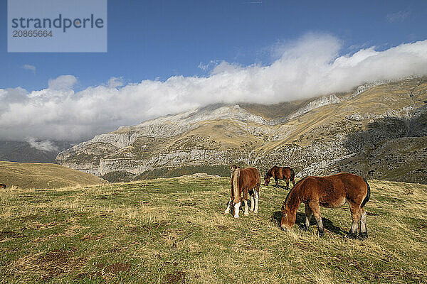 Herd of horses on the slopes of Punta de la Cuta  western valleys  Pyrenean mountain range  province of Huesca  Aragon  Spain  Europe