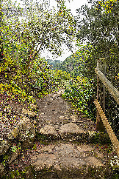 A path through a forest with a wooden fence on the right side. The path is made of rocks and has a few steps. The trees are green and the leaves are yellow