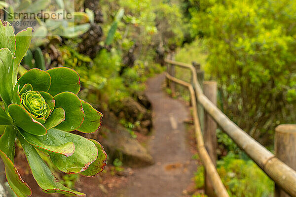 Beautiful walking path in the Laurisilva forest of Los tilos de Moya  Gran Canaria