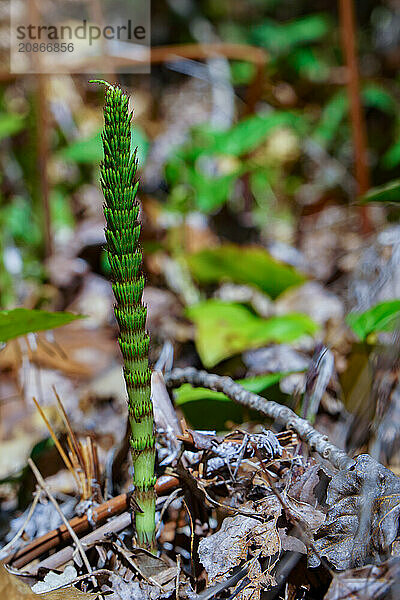 Great horsetail also known as northern giant horsetail  Equisetum telmateia  grows in the forest during the spring